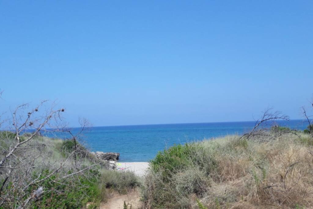 Appartement Les Pieds Dans L'Eau 300 M Plage - 2 Piscines Linguizzetta Esterno foto
